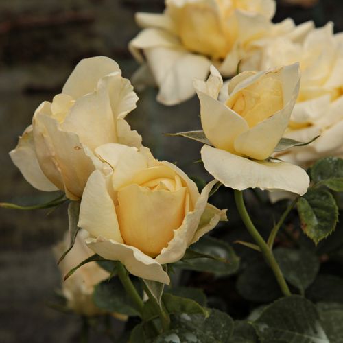Rosa Claudia Cardinale™ - galben - Trandafir copac cu trunchi înalt - cu flori tip trandafiri englezești - coroană dreaptă
